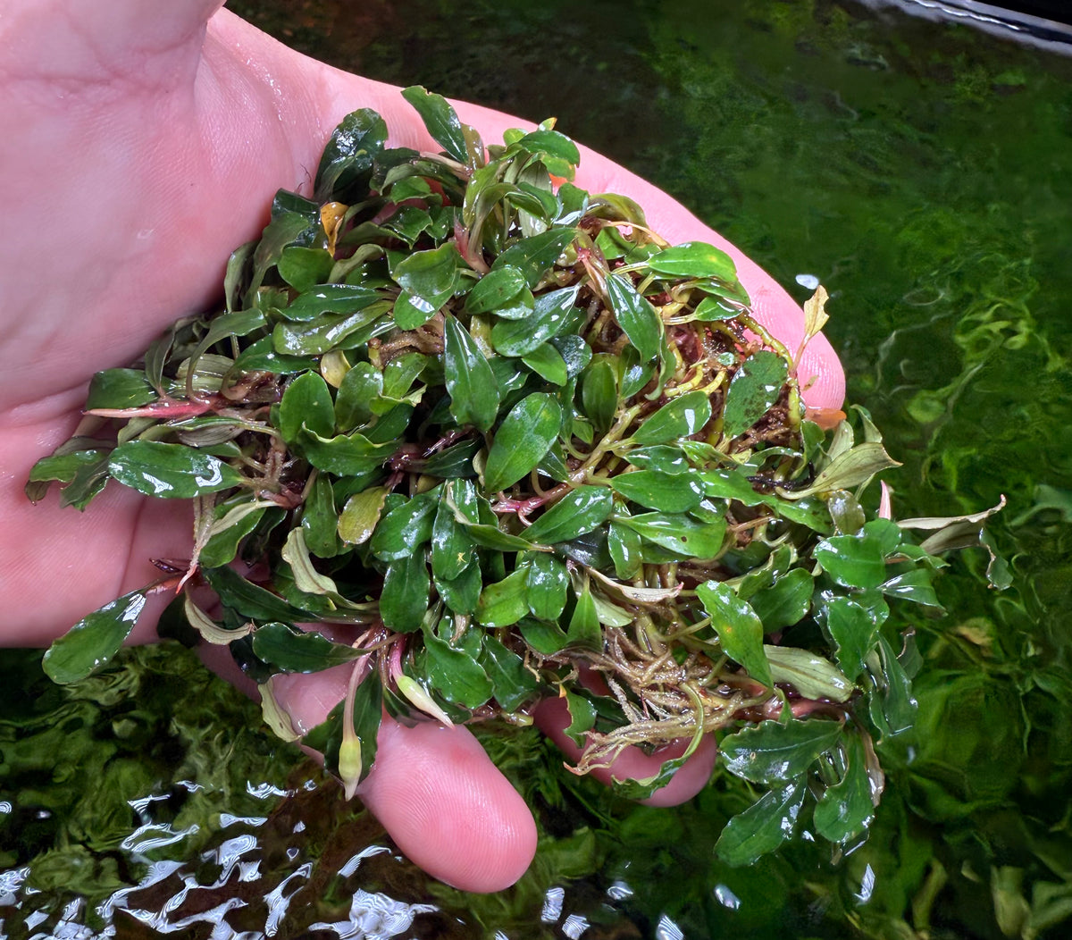SatoさんBucephalandra Bucephalandra Rhizomes – Chichi's Planted Dreams