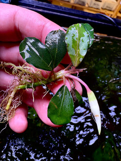 Bucephalandra Green Angel
