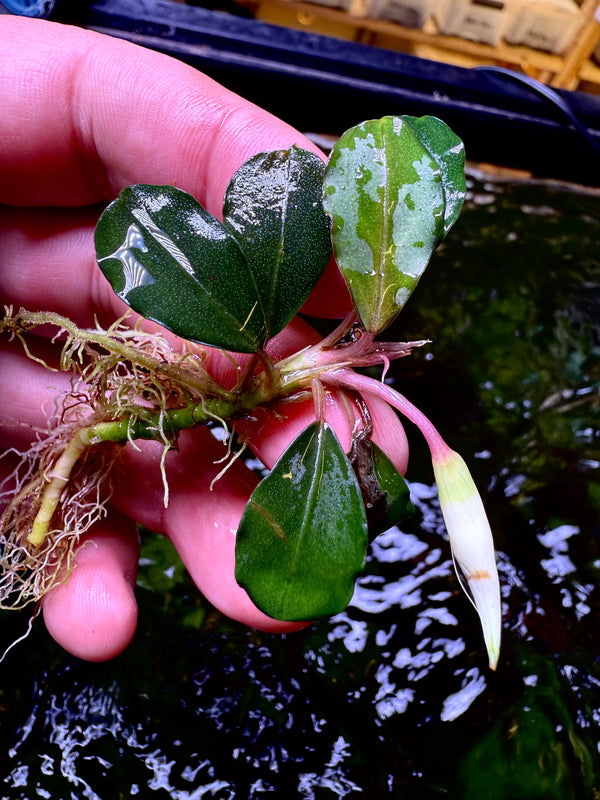 Bucephalandra Green Angel