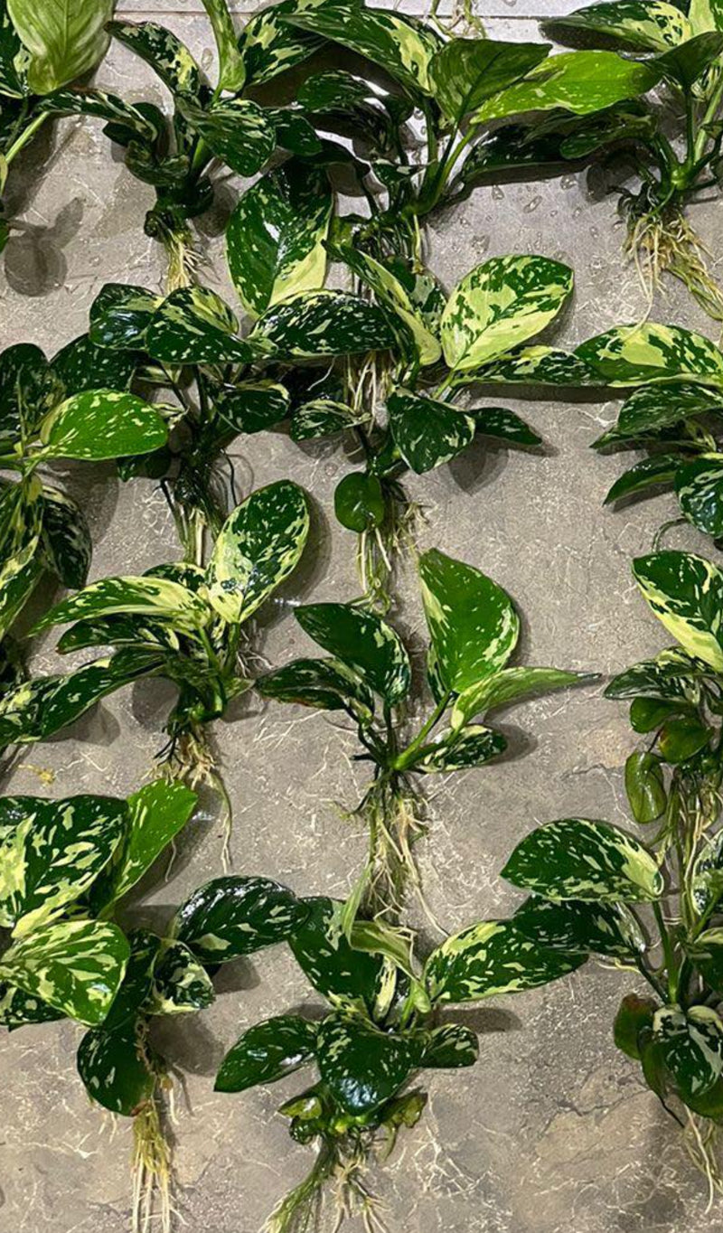 Anubias var king or varking