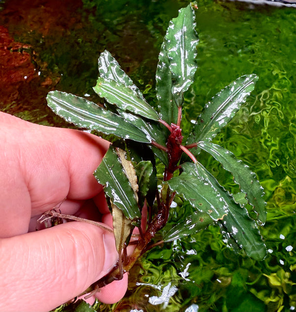 Bucephalandra red Godzilla