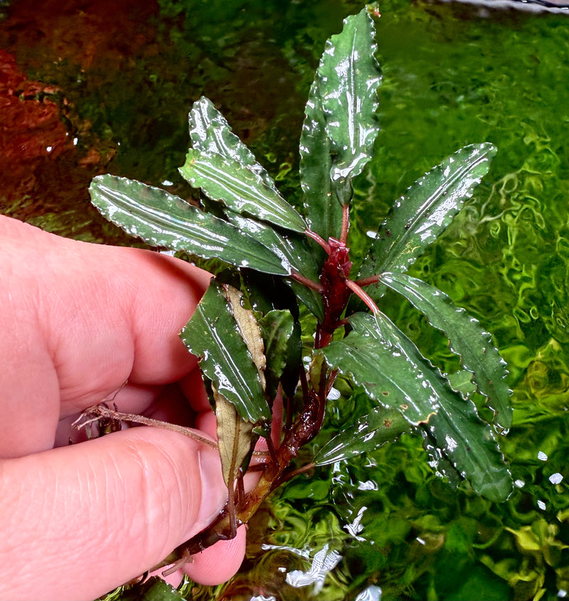 Bucephalandra red Godzilla