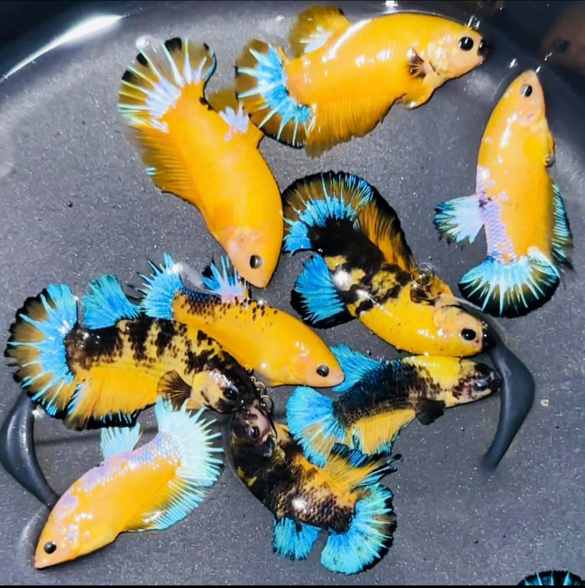 Fish – Chichi's Planted Dreams