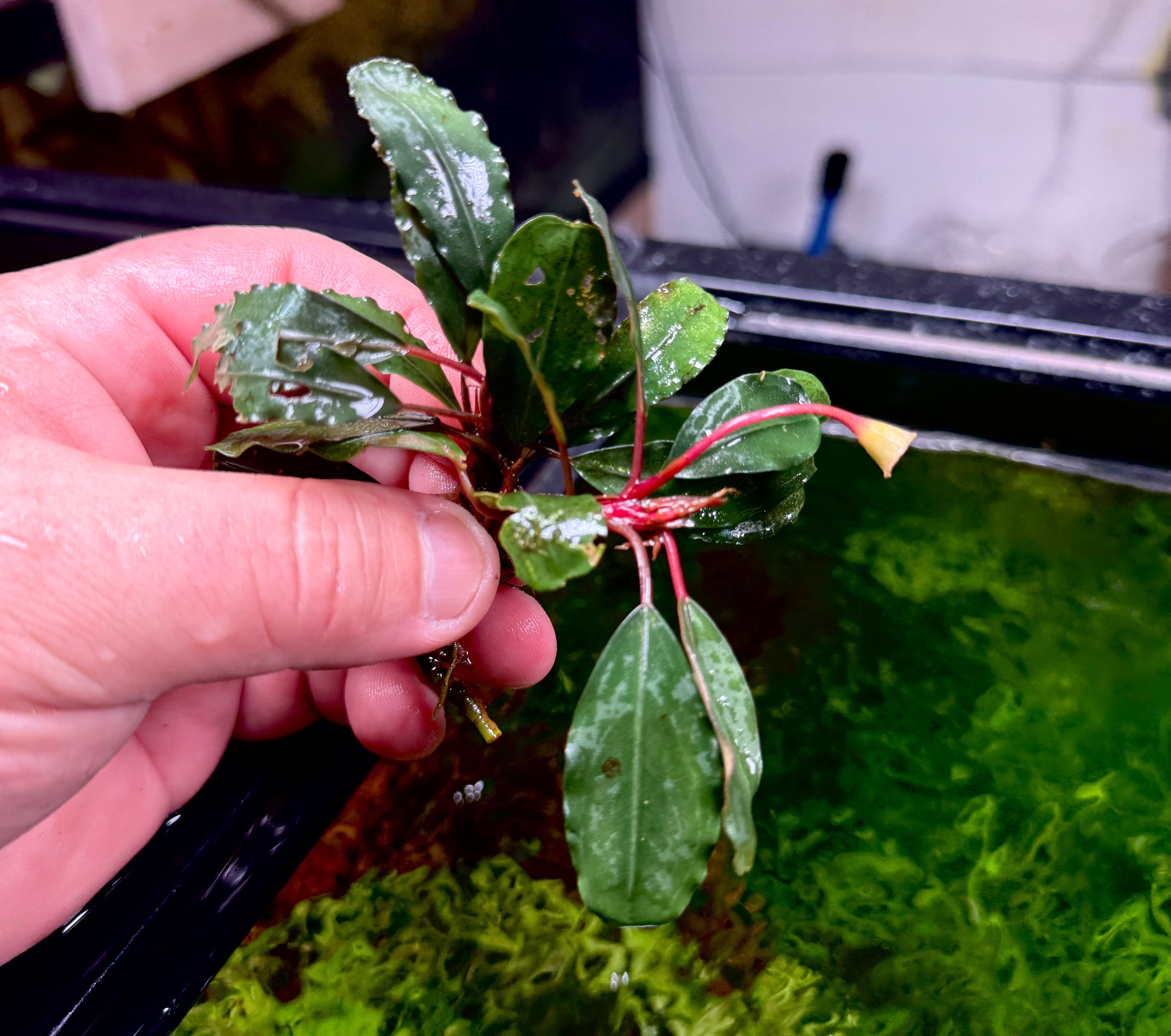 Bucephalandra sp.Red walts Bucephalandra sp.Red walts 1株 Bucephalandra sp.Red walts Bucephalandra sp.Red walts 1株