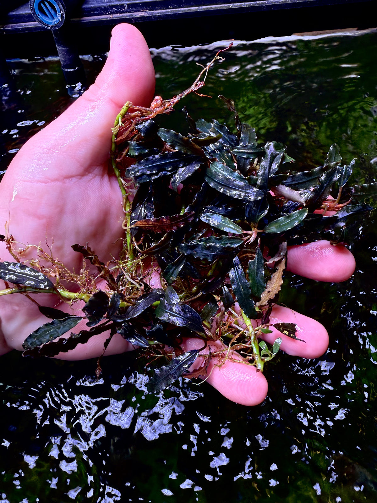 Bucephalandra Clumps – Chichi's Planted Dreams