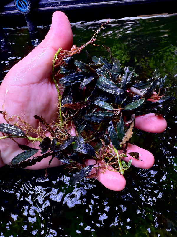 Bucephalandra Fine Edge