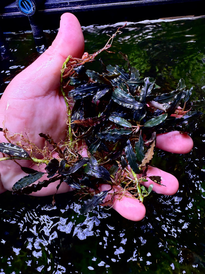 Bucephalandra Fine Edge