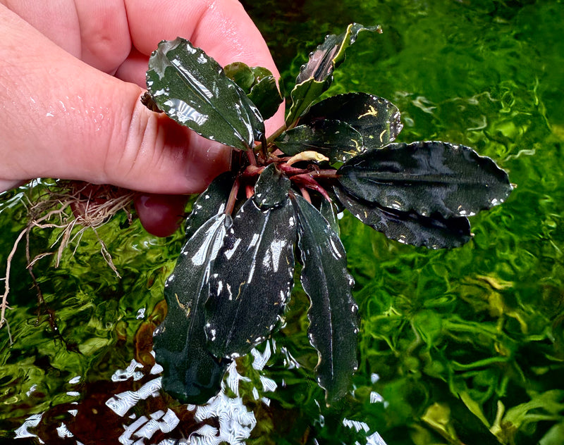 Bucephalandra Hellfire or hell fire – Chichi's Planted Dreams Bucephalandra Hellfire or hell fire – Chichi's Planted Dreams