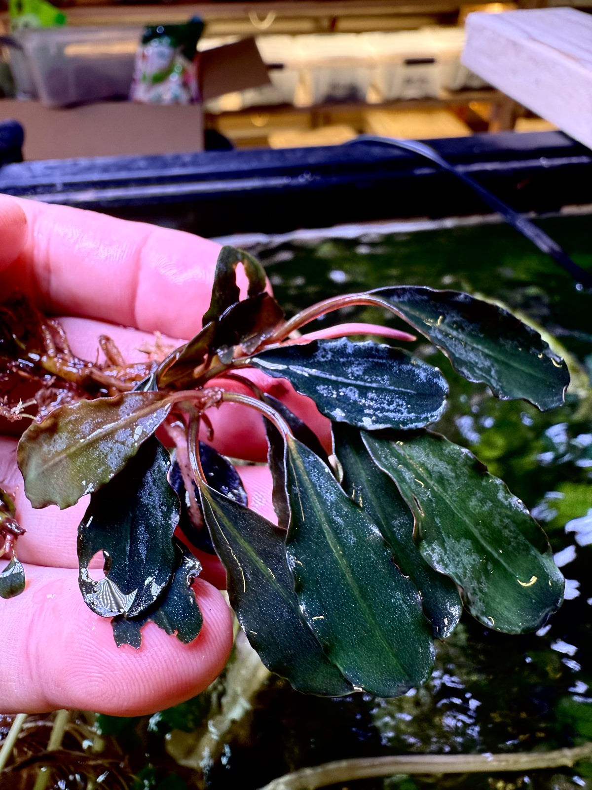 Bucephalandra Rhizomes – Page 2 – Chichi's Planted Dreams