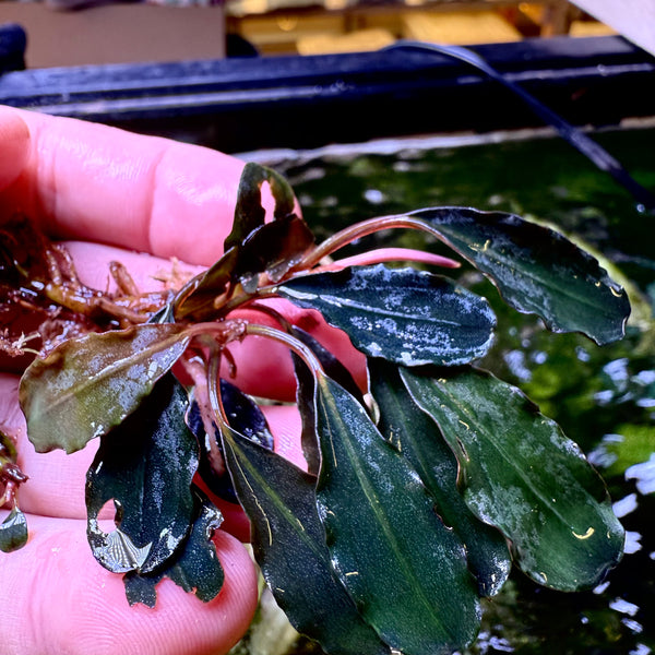 しーん　Bucephalandra sp.Super Demos Bucephalandra sp.Super Demos