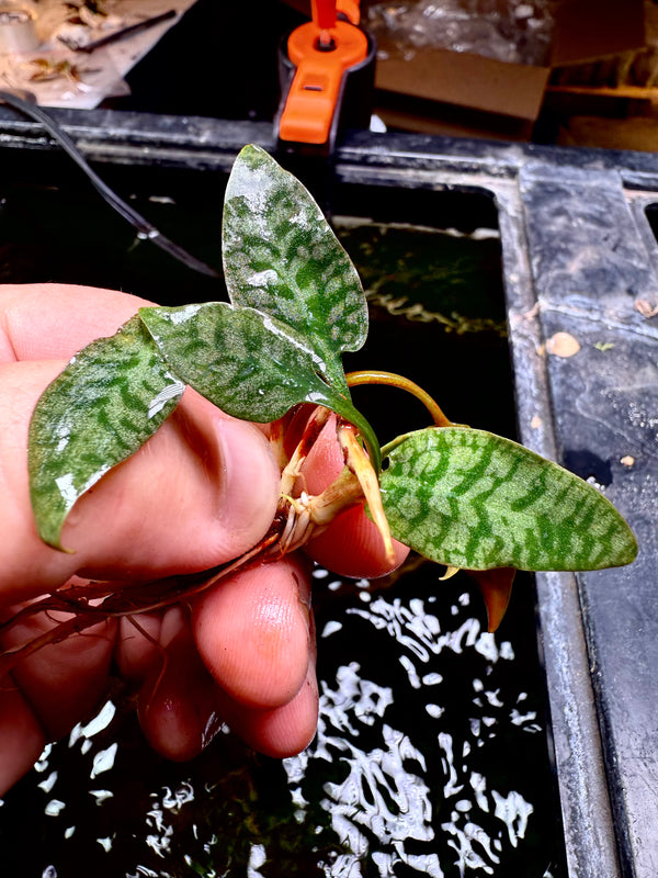 Cryptocoryne Ariculata