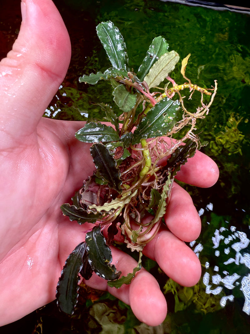 Bucephalandra Dark Blue – Chichi's Planted Dreams Bucephalandra Dark Blue – Chichi's Planted Dreams