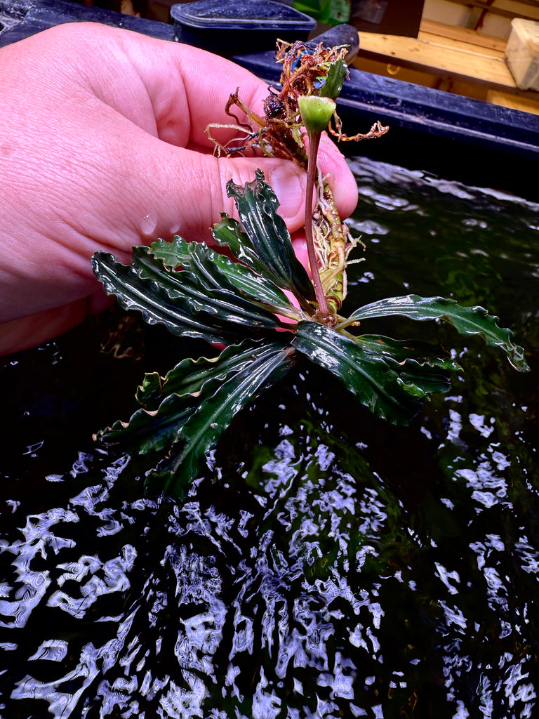 FullSizeRender_66457a40-a724-