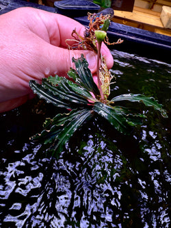 Bucephalandra Velvet King