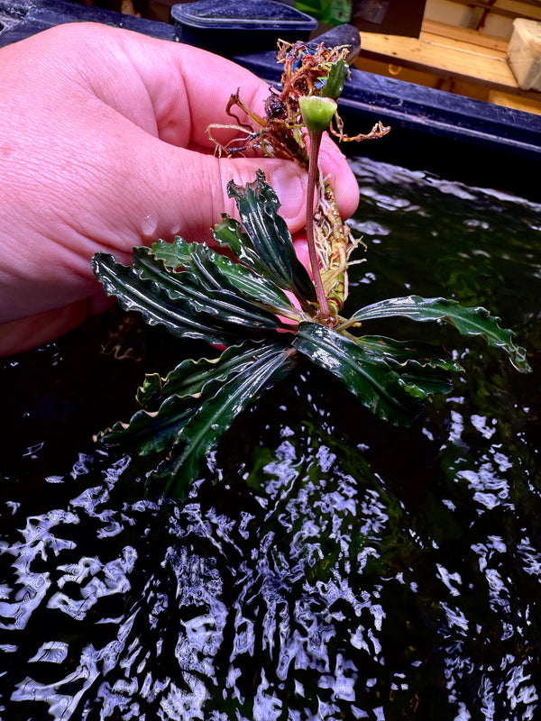 Bucephalandra Velvet King