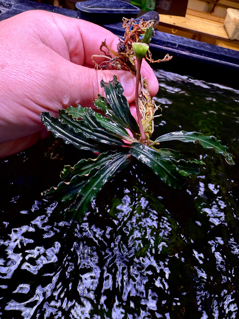 Bucephalandra Velvet King