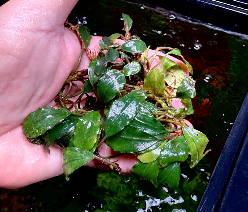 Bucephalandra Kir Adonis