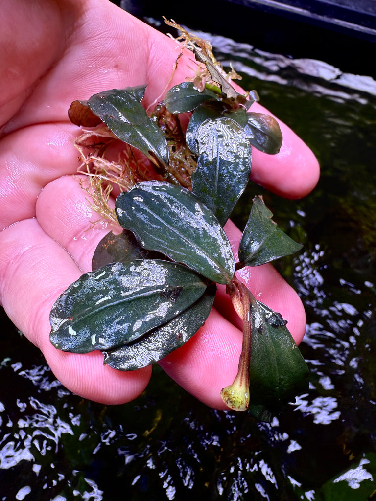 水草 BUCEPHALANDRA Black Moon for Shima 水草 BUCEPHALANDRA Black