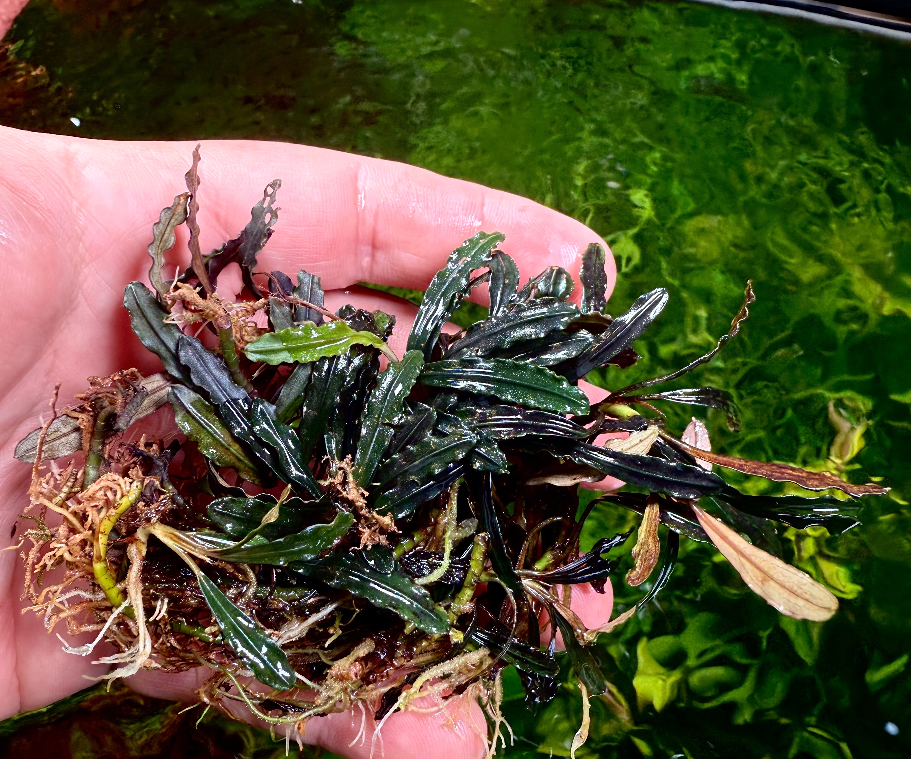 Bucephalandra Dark Catherine – Chichi's Planted Dreams Bucephalandra Dark Catherine – Chichi's Planted Dreams