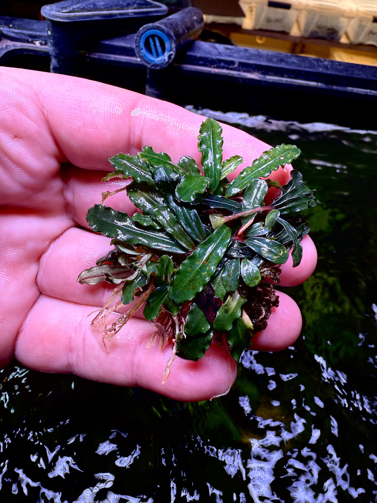 AQUATIC PLANTS – Page 13 – Chichi's Planted Dreams