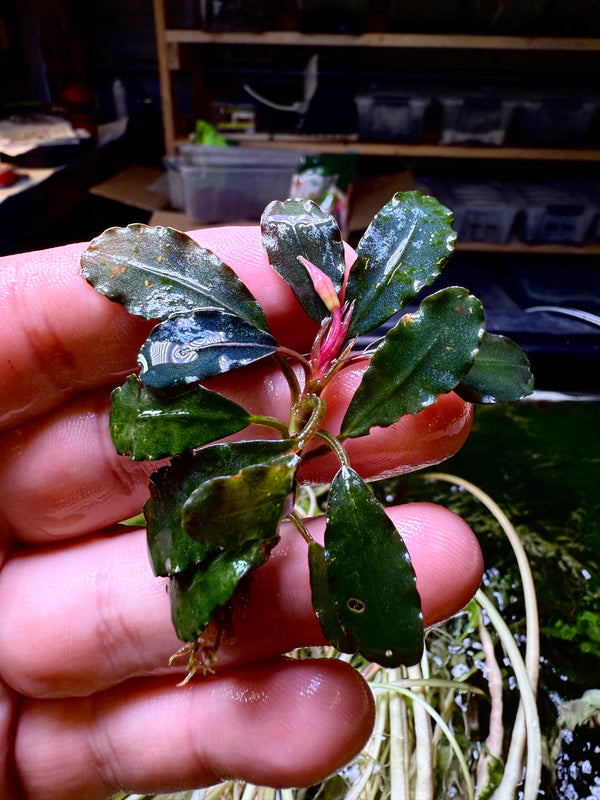 Bucephalandra Lamandau Purple