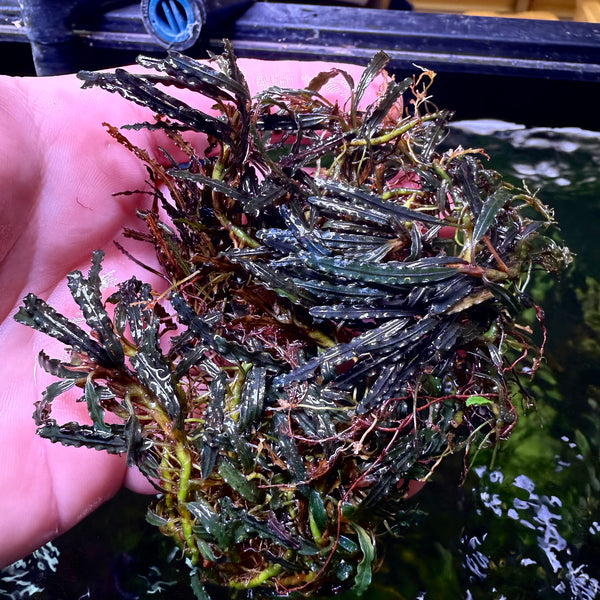 水草 Bucephalandra sp.Super Demos 一点物 Bucephalandra sp. Super Blue Red 大株 2020.7 No.49