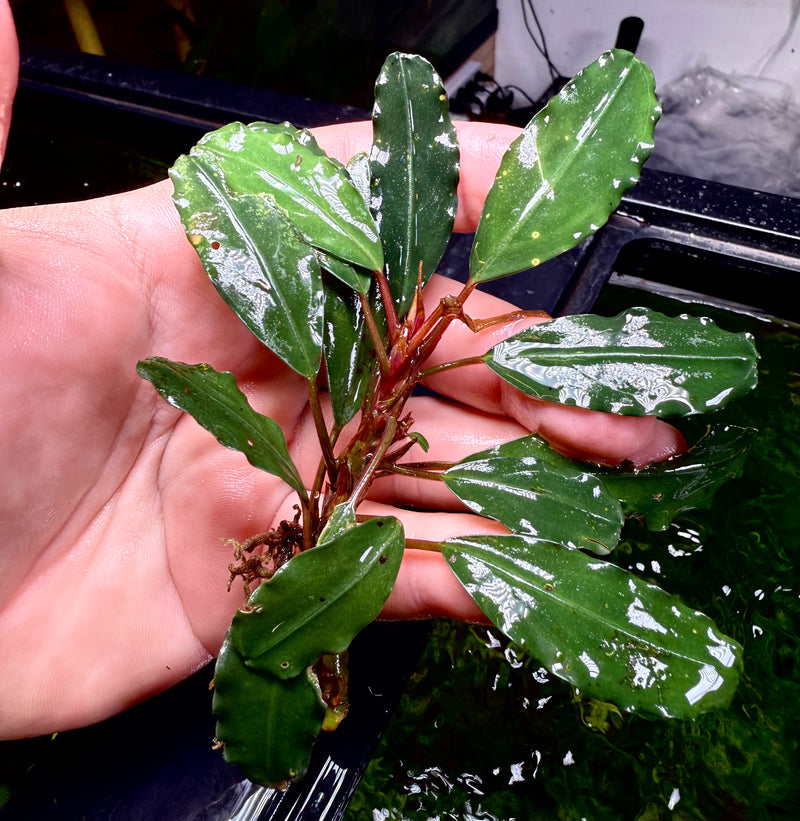 Bucephalandra red lime