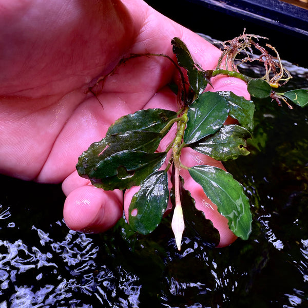 Bucephalandra Blue Sky – Chichi's Planted Dreams