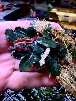 Bucephalandra Blueberry