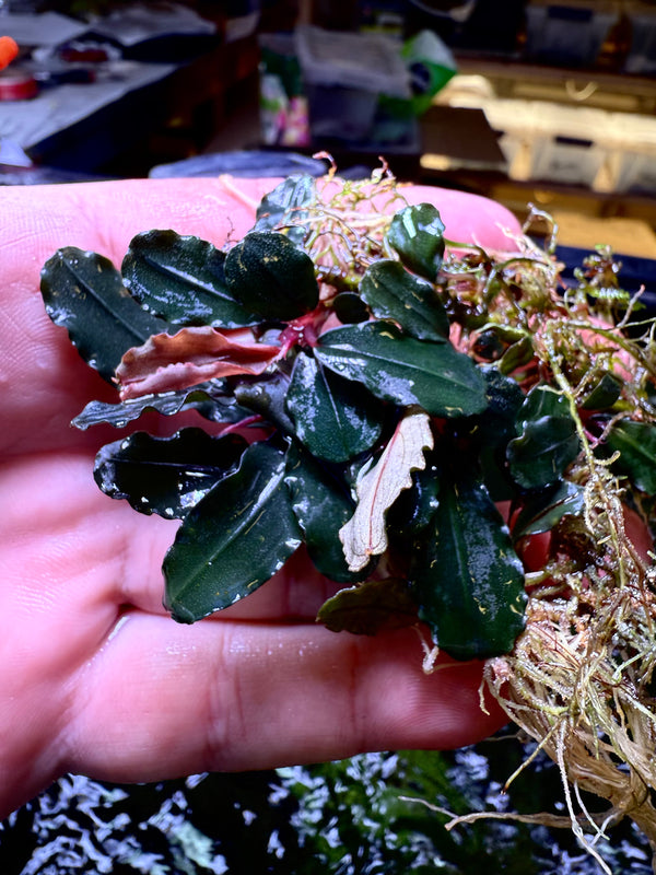 Bucephalandra Blueberry