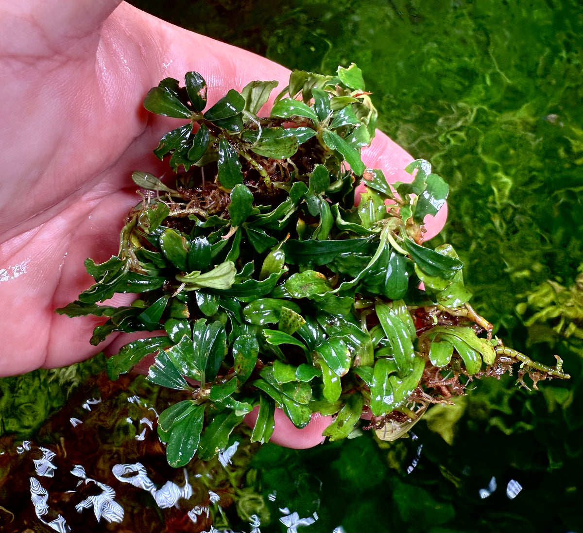 Bucephalandra Clumps – Chichi's Planted Dreams