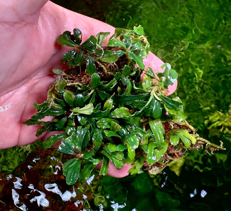Bucephalandra Mini Ambulia
