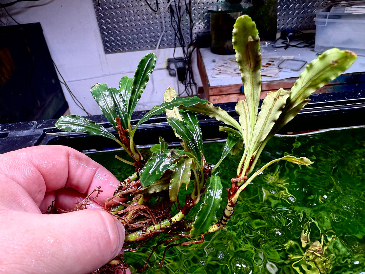 Bucephalandra Rhizomes – Page 3 – Chichi's Planted Dreams