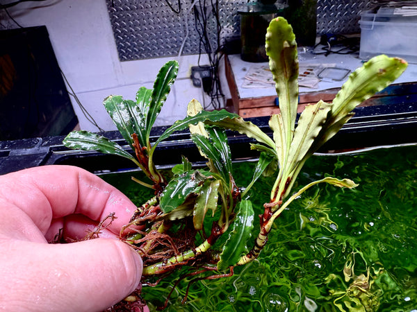 Bucephalandra tebakang