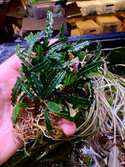 Bucephalandra Crocodile 🐊