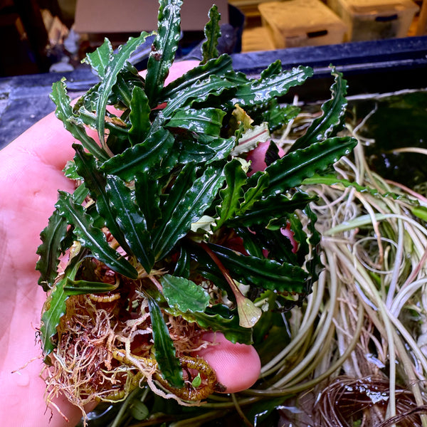 水草 BUCEPHALANDRA for Passat358 水草 BUCEPHALANDRA for Passat358 Care Guide for Bucephalandra — A