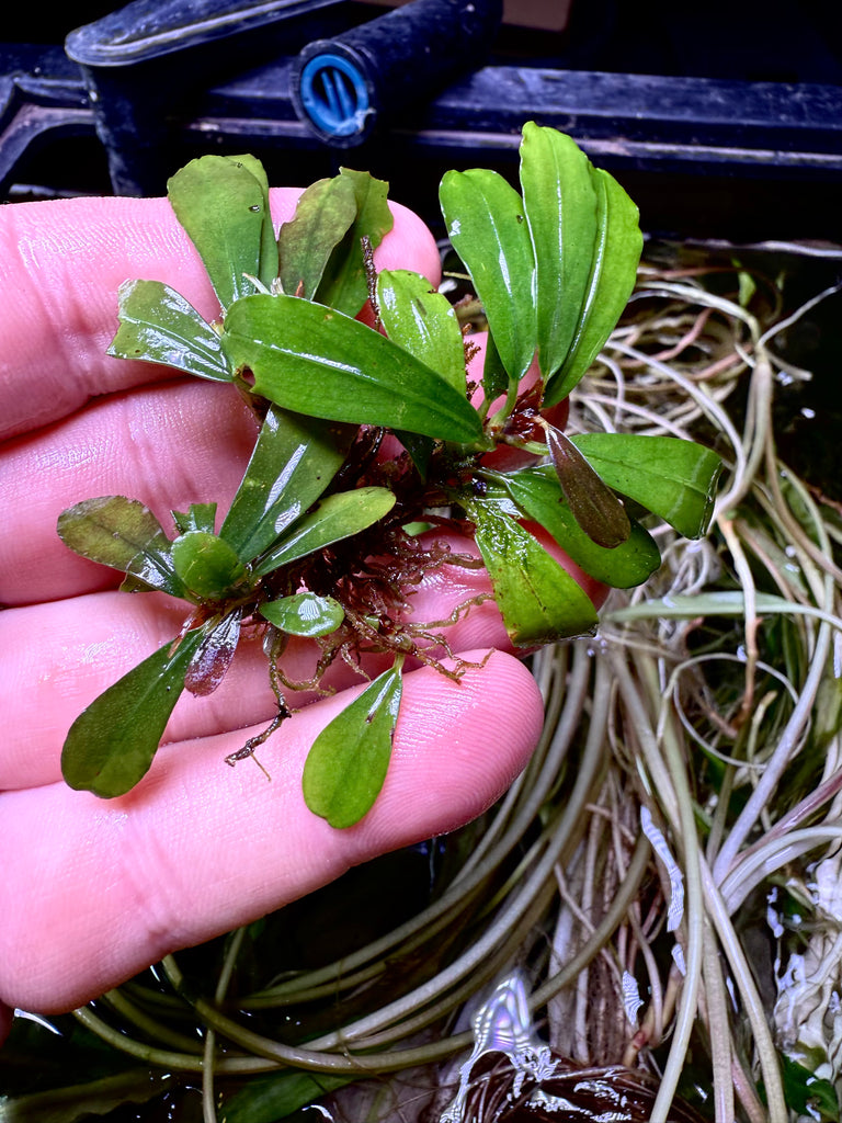 Bucephalandra sp.“Sintang-5D Diablo” FullSizeRender_91f829e9-1f1c-