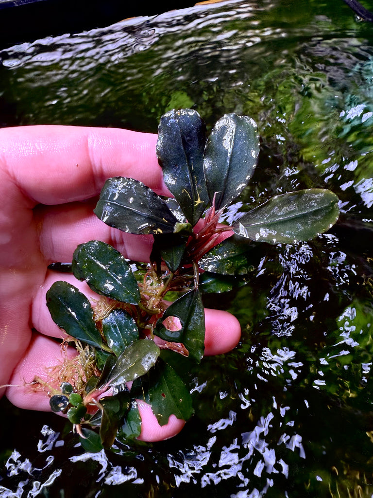 Bucephalandra Helena – Chichi's Planted Dreams Bucephalandra Helena – Chichi's Planted Dreams