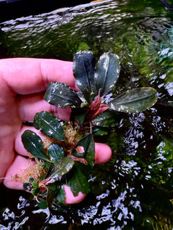 Bucephalandra Helena