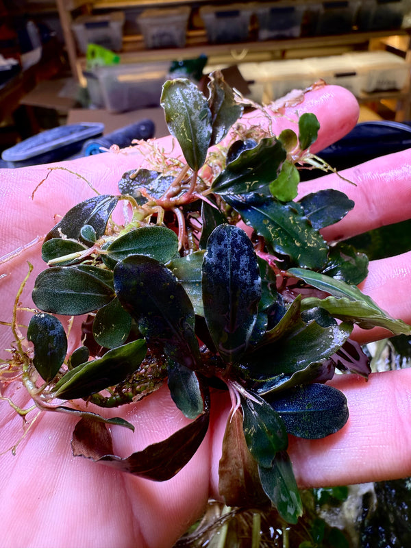 Bucephalandra Black Metallic