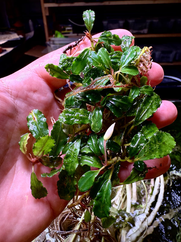 Bucephalandra Green Wavy