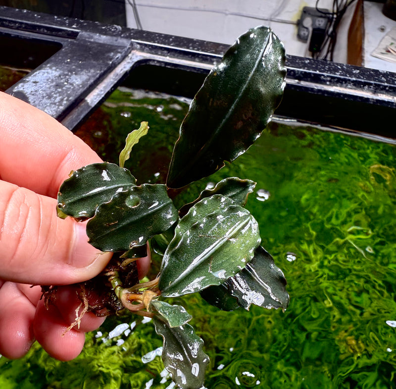 Bucephalandra Black Pink