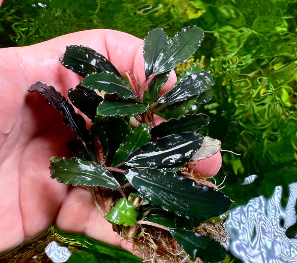 Bucephalandra Red Angel clumps