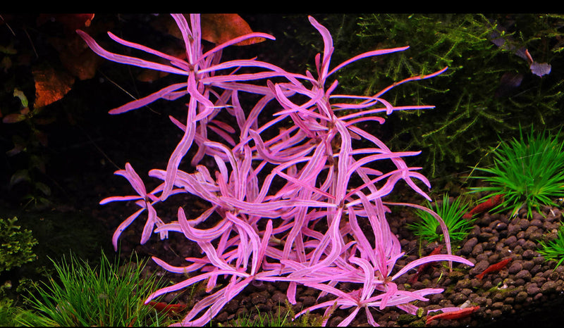 Hygrophila Araguaia Sp Chai