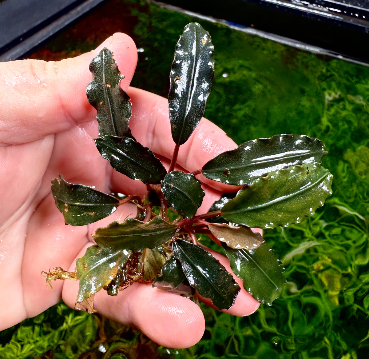 Bucephalandra Rhizomes – Page 3 – Chichi's Planted Dreams