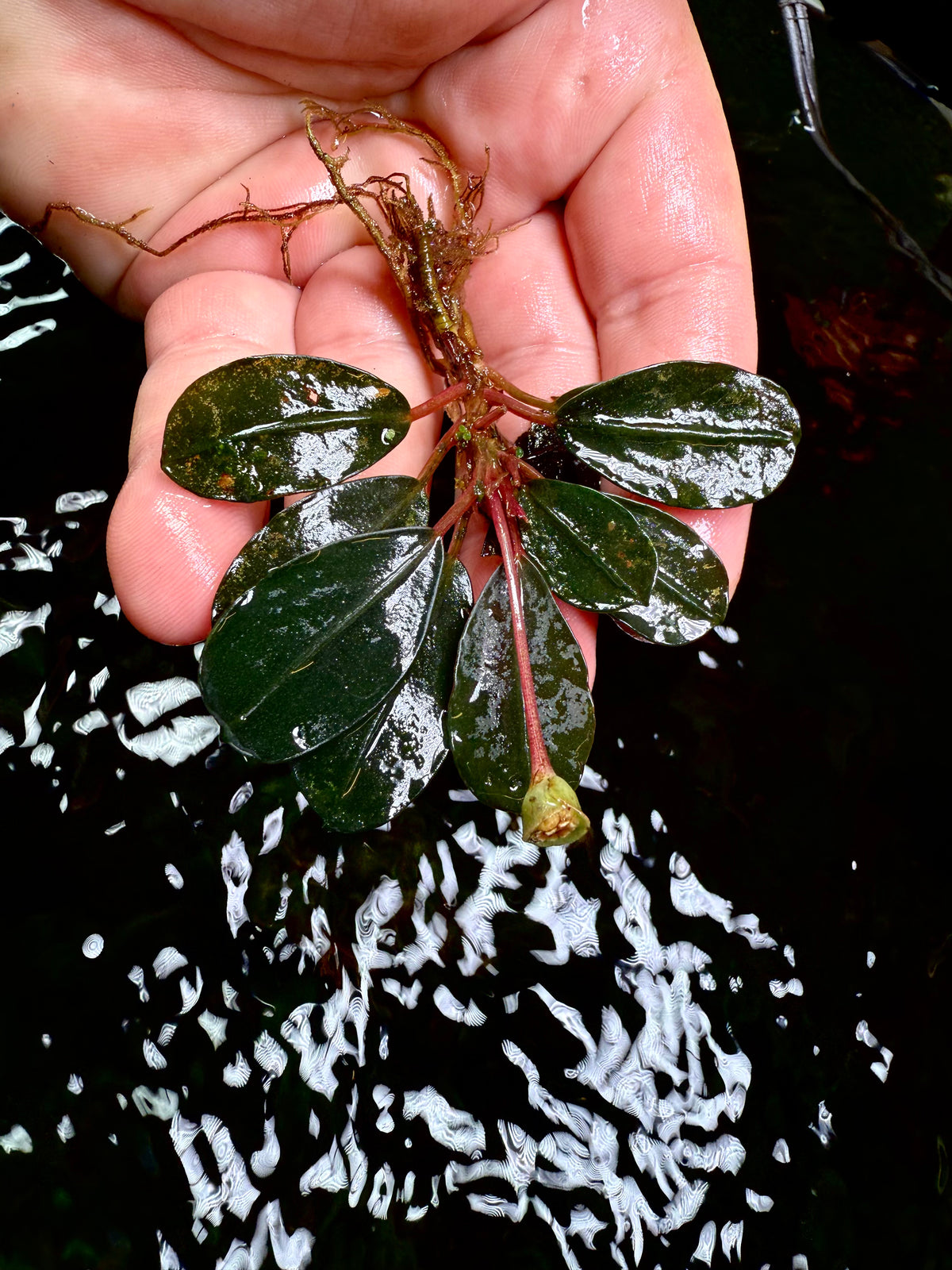 Cue　Bucephalandra sp. Black herycafa Bucephalandra Black Sordidula Compact Rhizome Plant | Aquatic Motiv