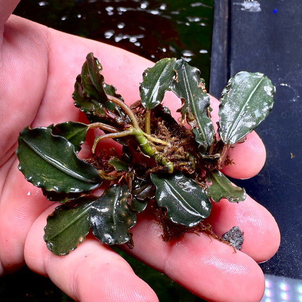 Bucephalandra Black Pink Apple – Chichi's Planted Dreams Bucephalandra Black Pink Apple – Chichi's Planted Dreams