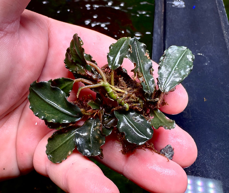 Bucephalandra Black Pink Apple