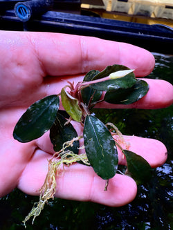 Bucephalandra Silat Purple