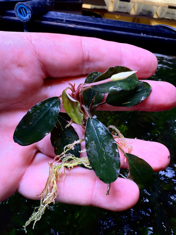Bucephalandra Silat Purple
